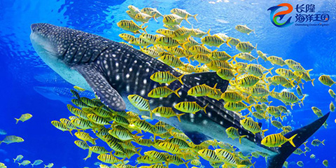 �������v����